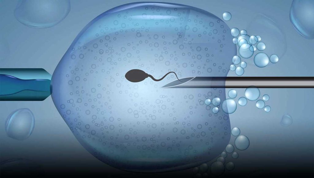 Die wichtigste Phase der In-vitro-Fertilisation
