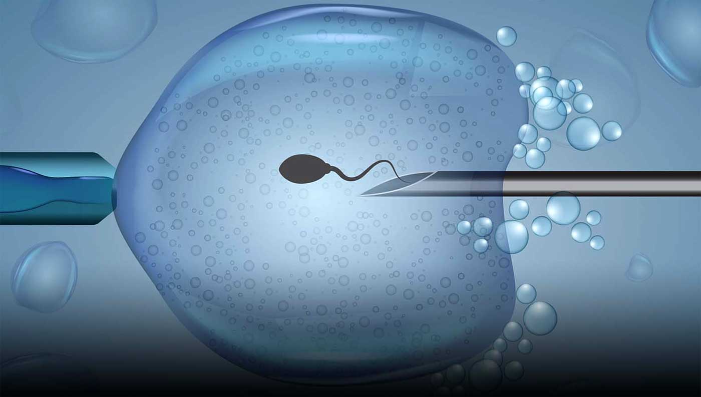 Die wichtigste Phase der In-vitro-Fertilisation