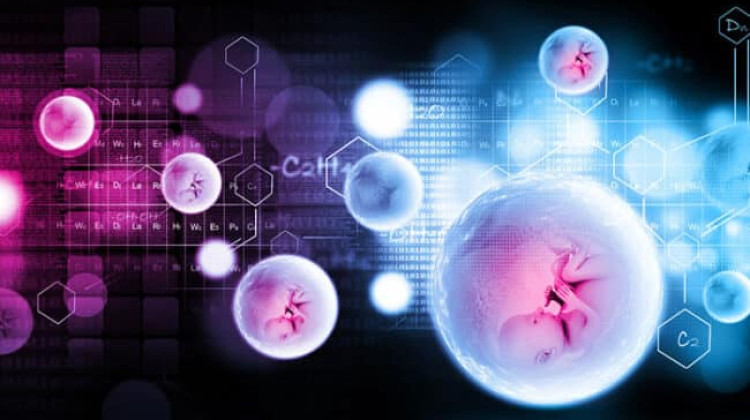 Embryonenspende-Abläufe