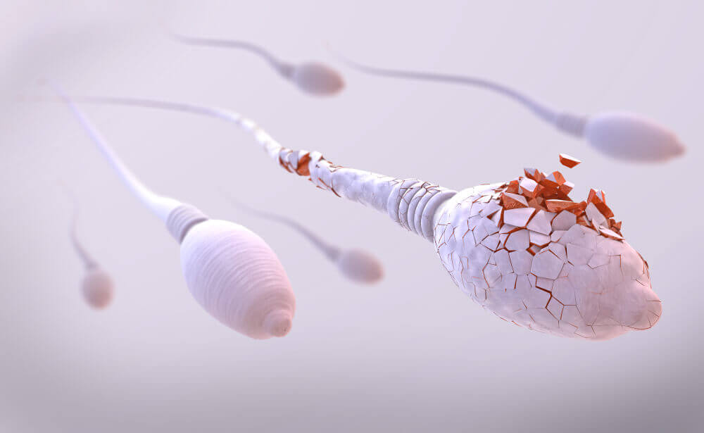Nombre de spermatozoïdes
