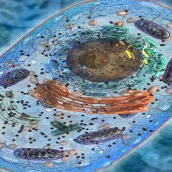 Transfert de Cytoplasme et de Mitochondries
