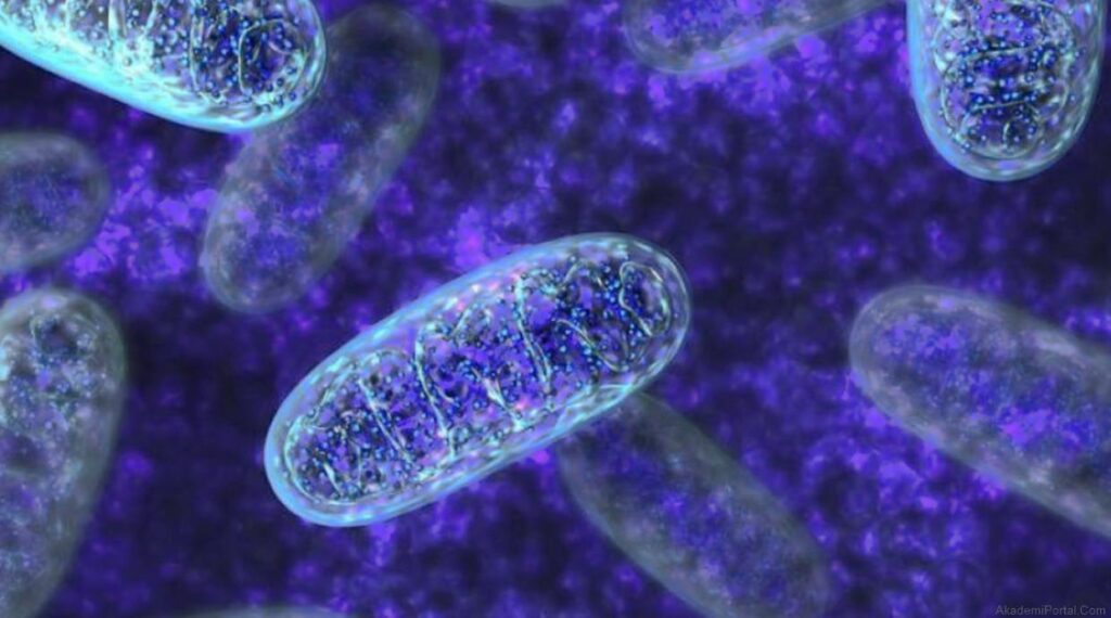 Cytoplasm and Mitochondrial Transfer