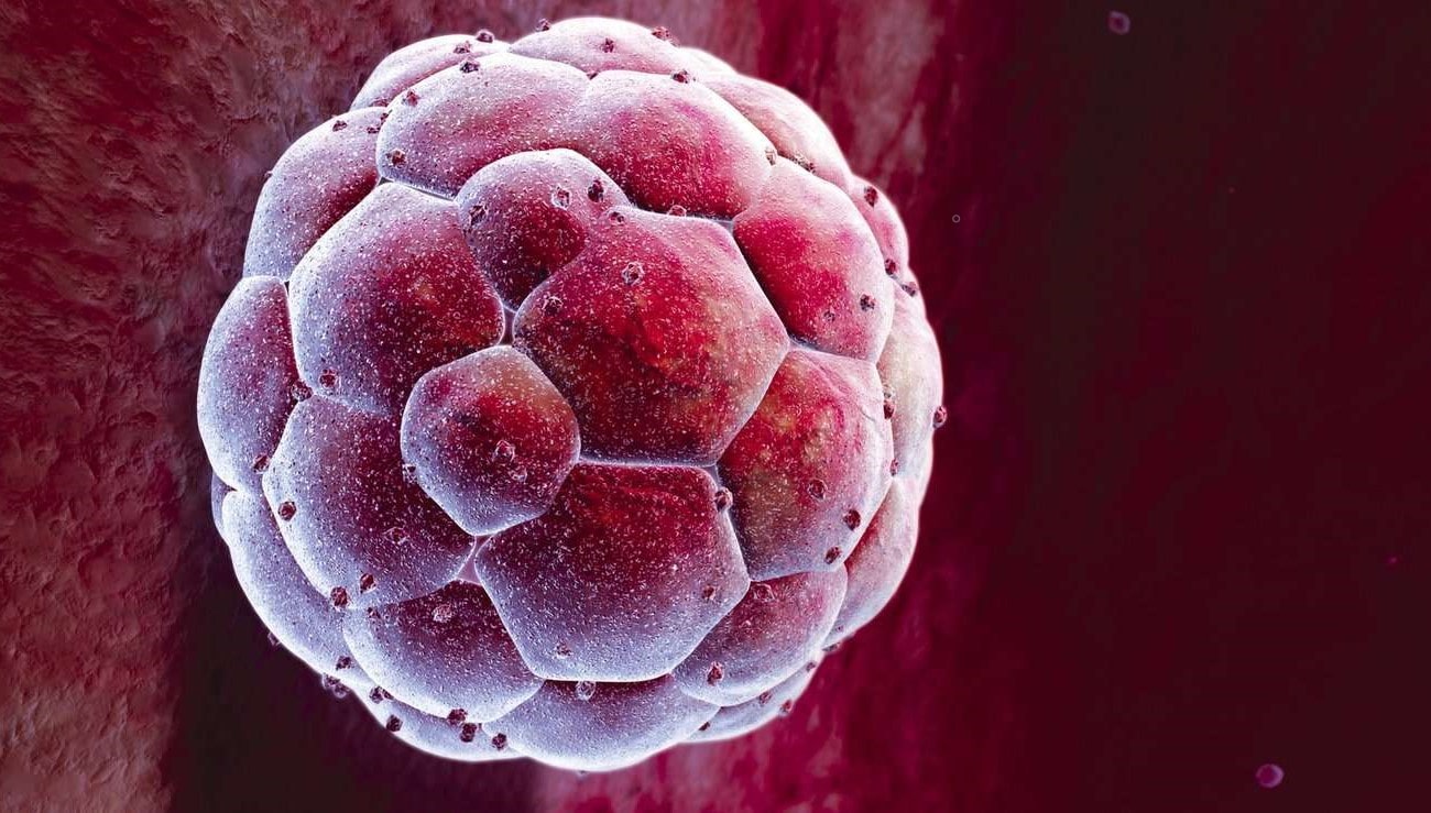 What Is A Blastocyst