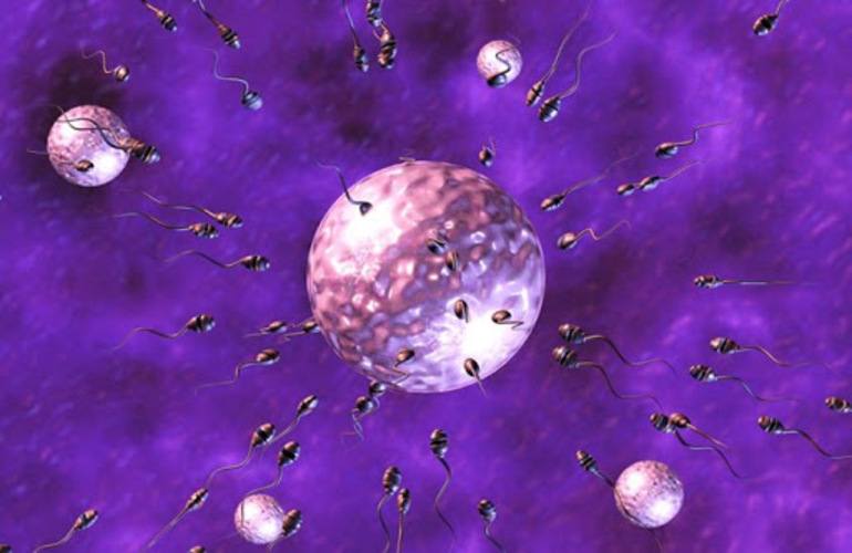 What is Empty Follicle Syndrome in IVF Treatment