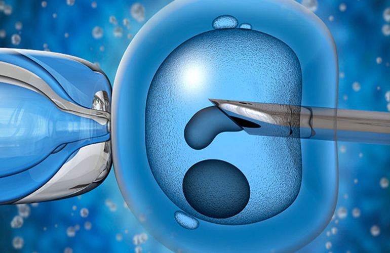 How to Understand Egg Quality