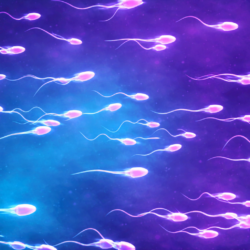 Does Sperm Morphology Disorder Prevent Pregnancy