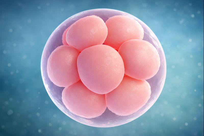 Egg Donation Prices 2026